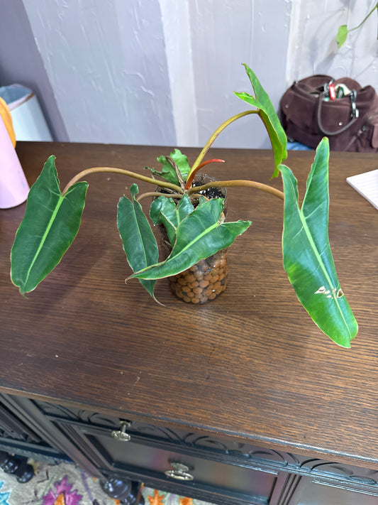 Philodendron Billiete Leca ball self watering vase