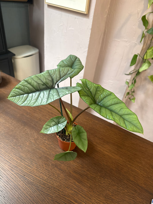 4" Alocasia 'Platinum'
