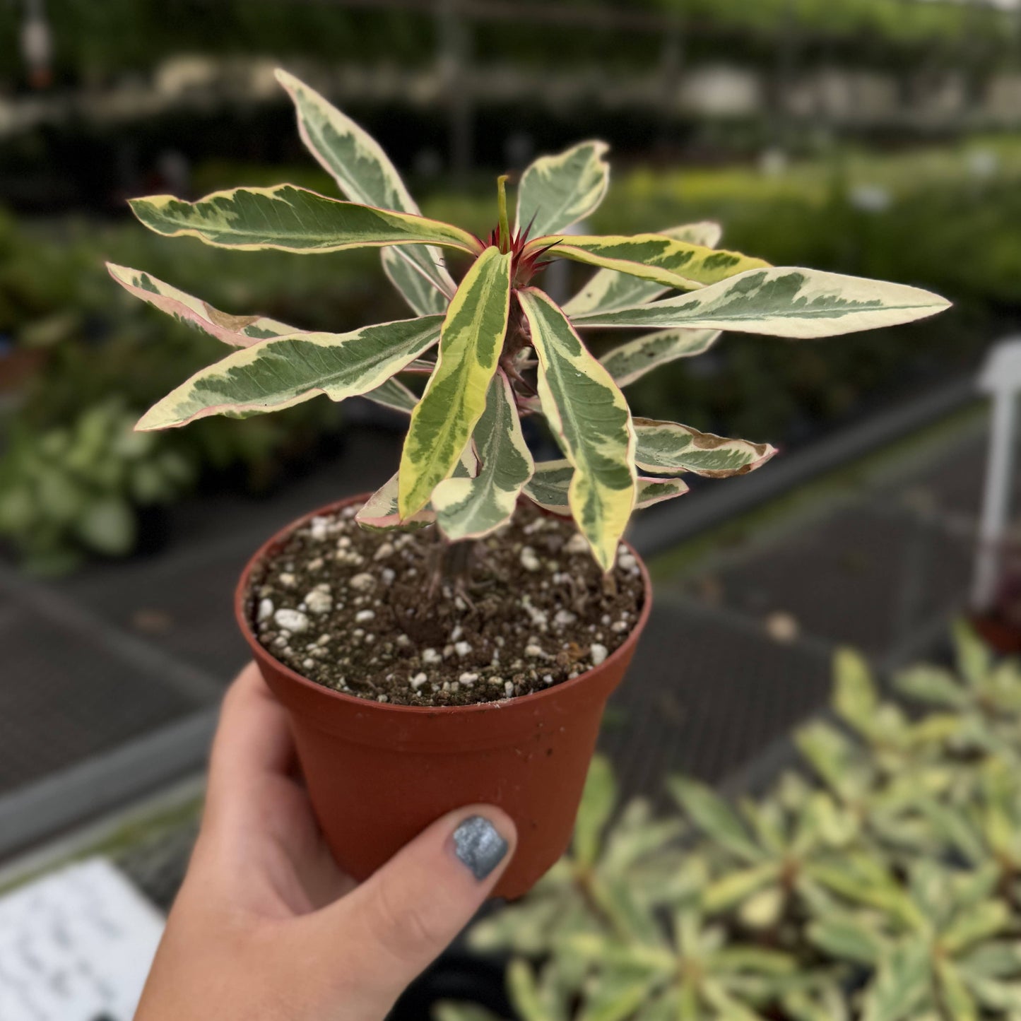 Variegated Crown of Thorns Cactus - 4" Live Plant