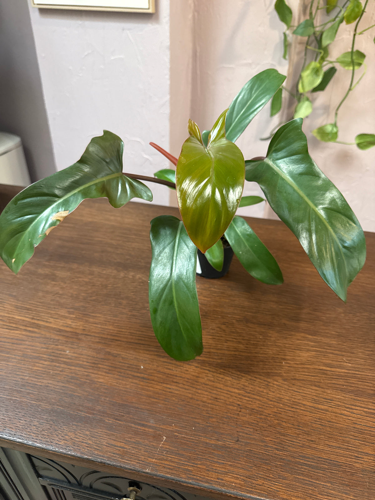 4" Philodendron 'Florida Bronze'