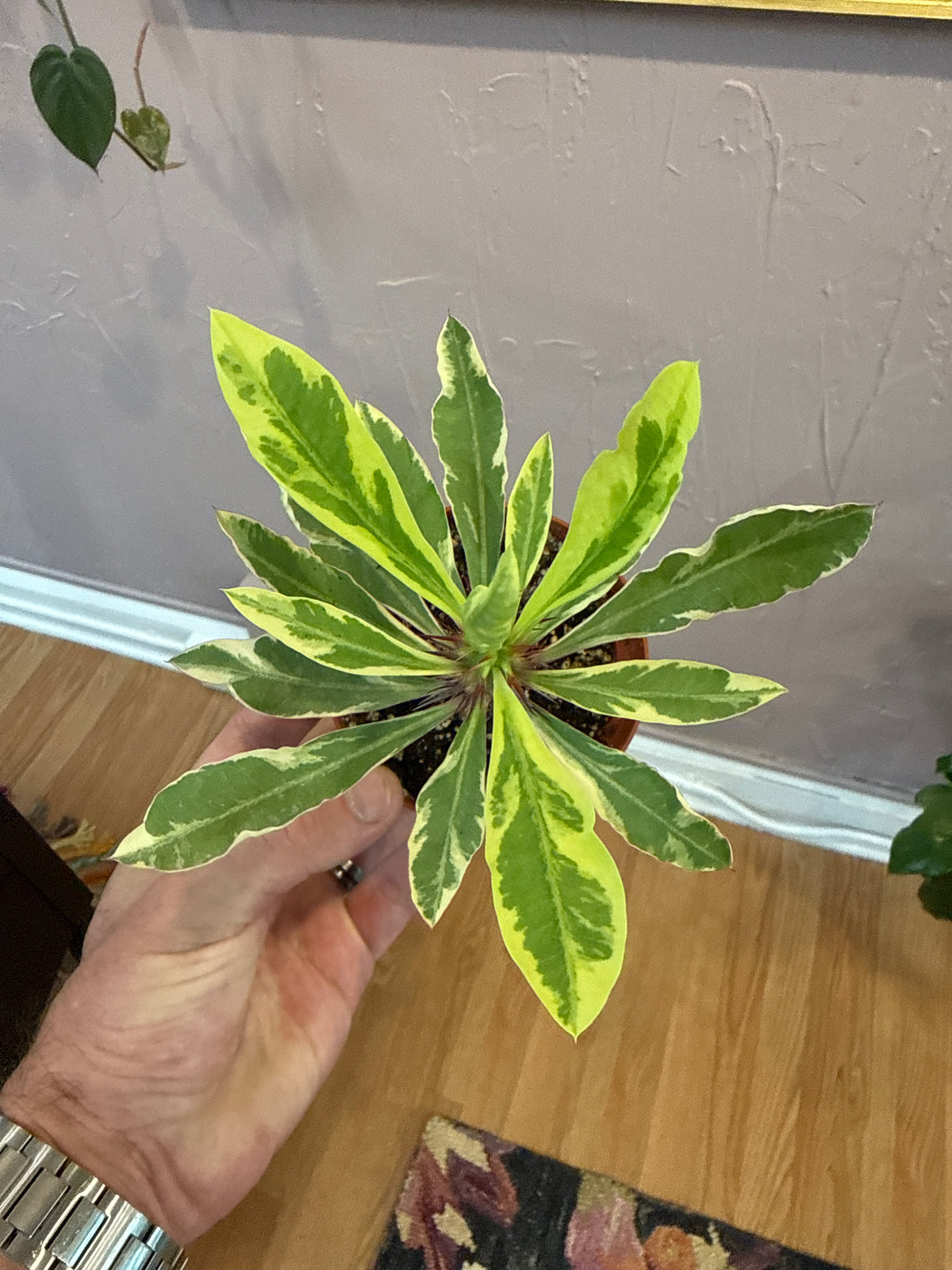 Variegated Crown of Thorns Cactus - 4" Live Plant