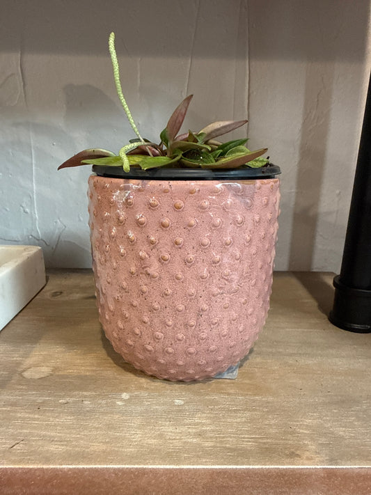 Everly Pot 4 x 4”