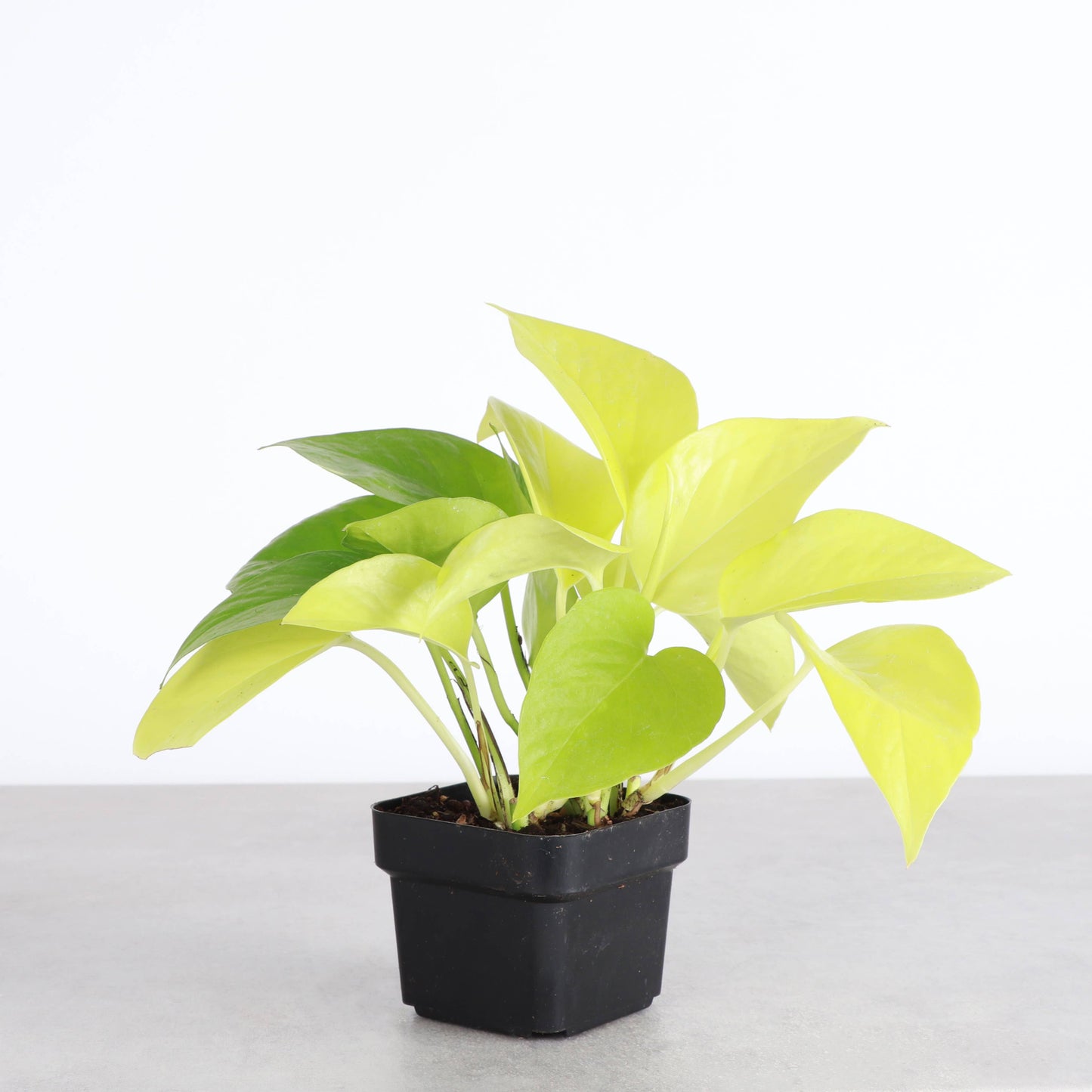 Neon Pothos Plant - Live Plant: 4" Pot