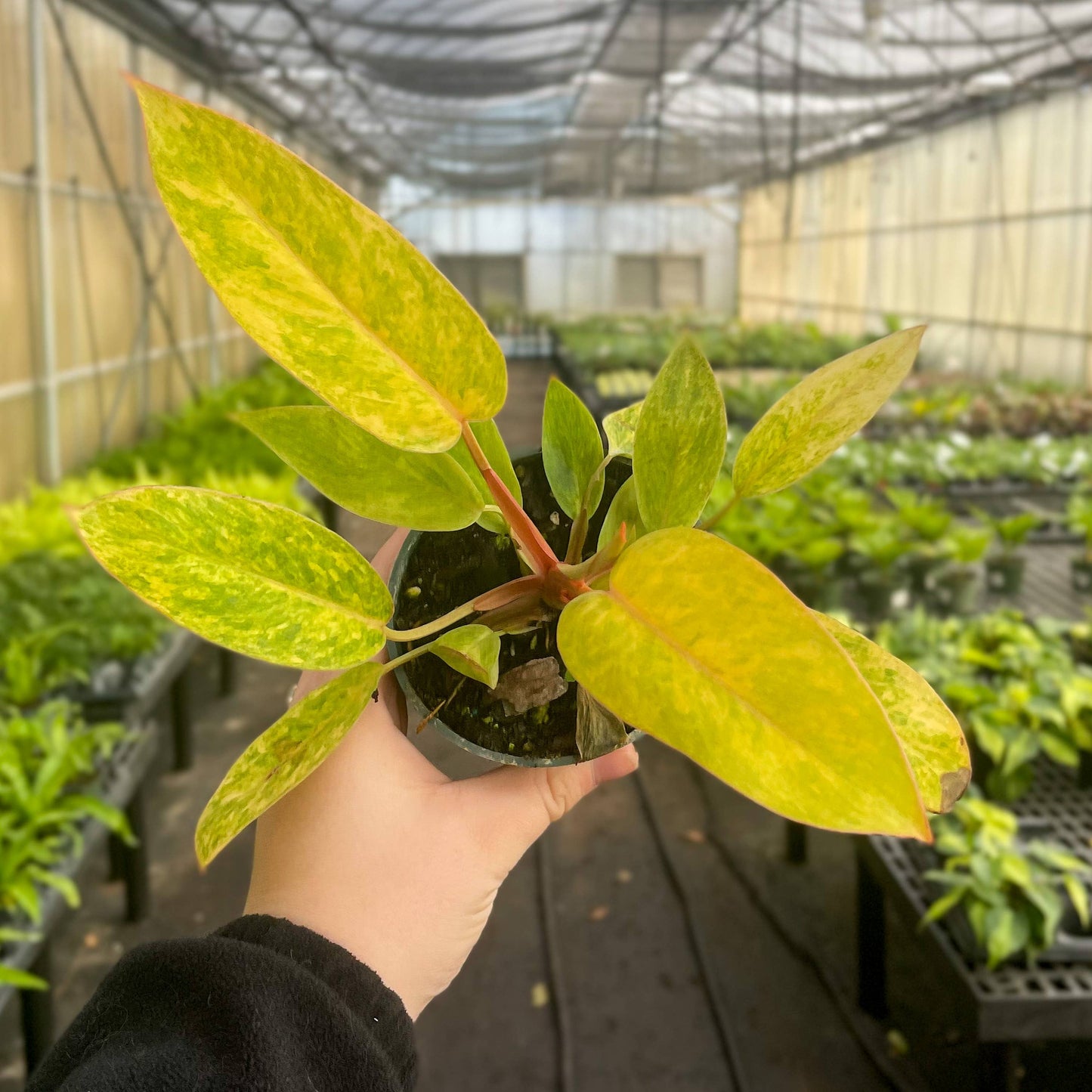 Painted Lady Philodendron - Live Plant - Rare: 4" Pot