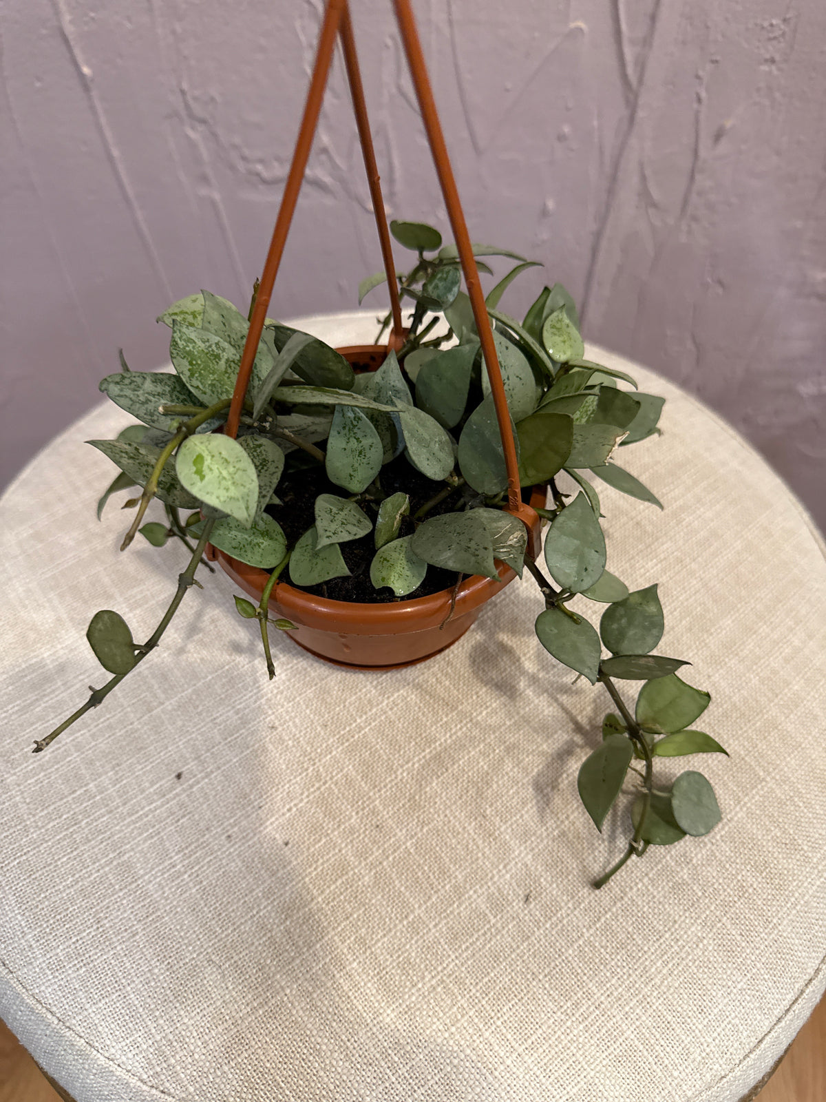 Hoya Arctic 4” pot