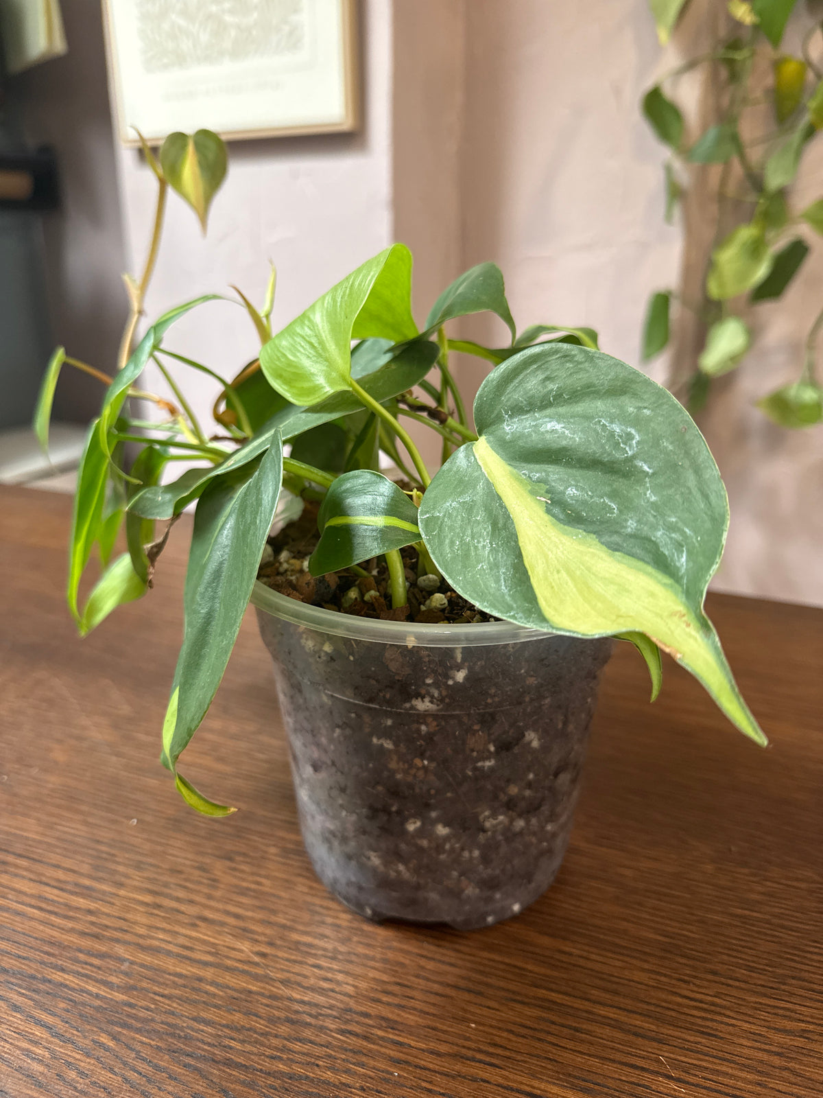 Philodendron 'Silver Stripe'- 6" Pot