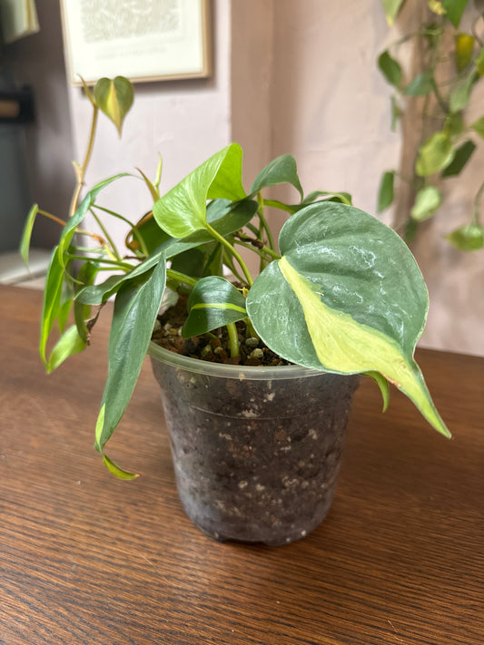Philodendron 'Silver Stripe'- 6" Pot