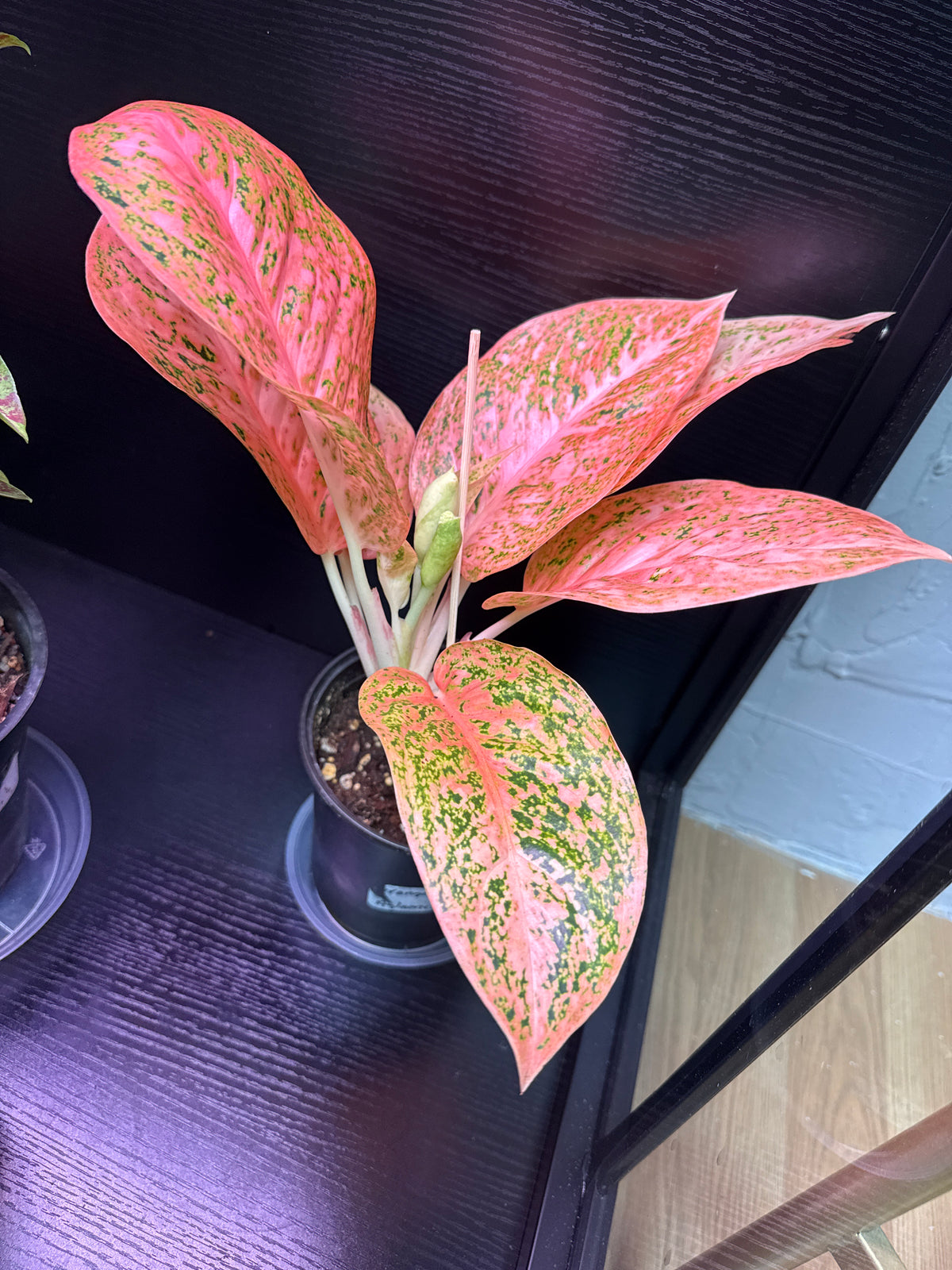 Aglaonema Orange Stardust 6”
