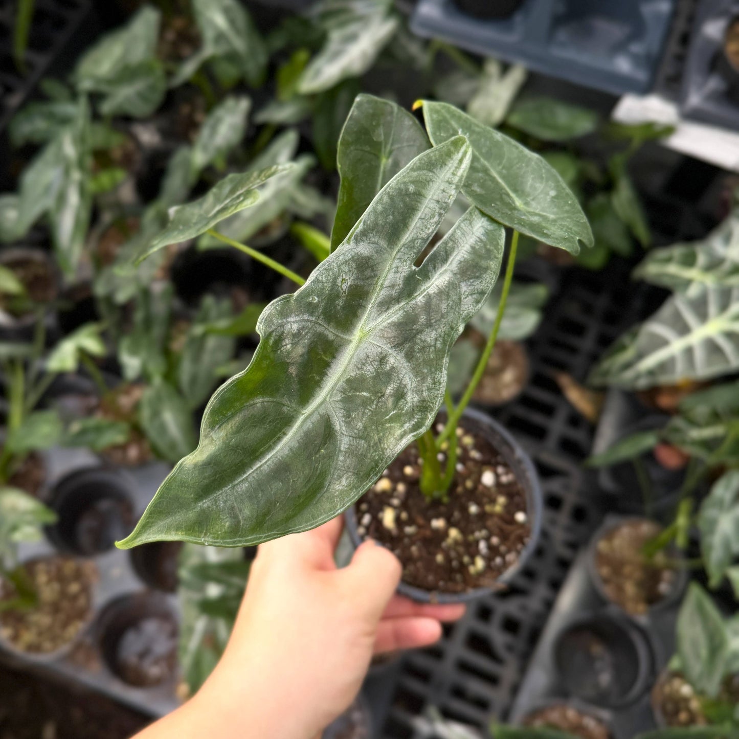 Alocasia Longiloba Silver - 4" Live Plant