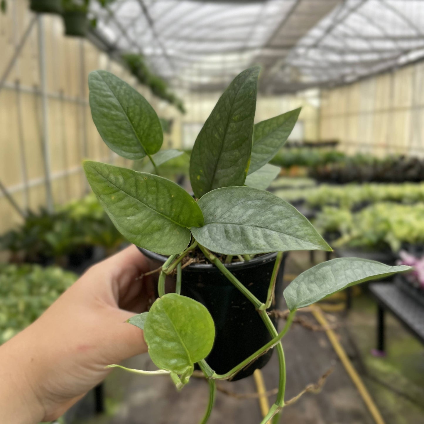 Cebu Blue Pothos - 4" Live Plant