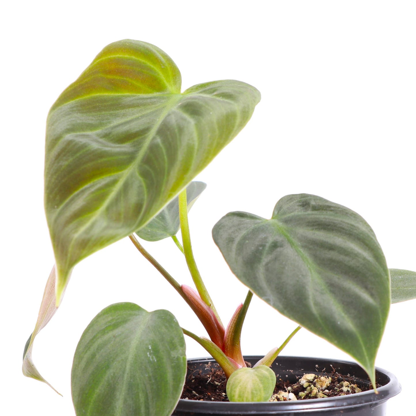 Philodendron El Choco Red - 4" Live Plant