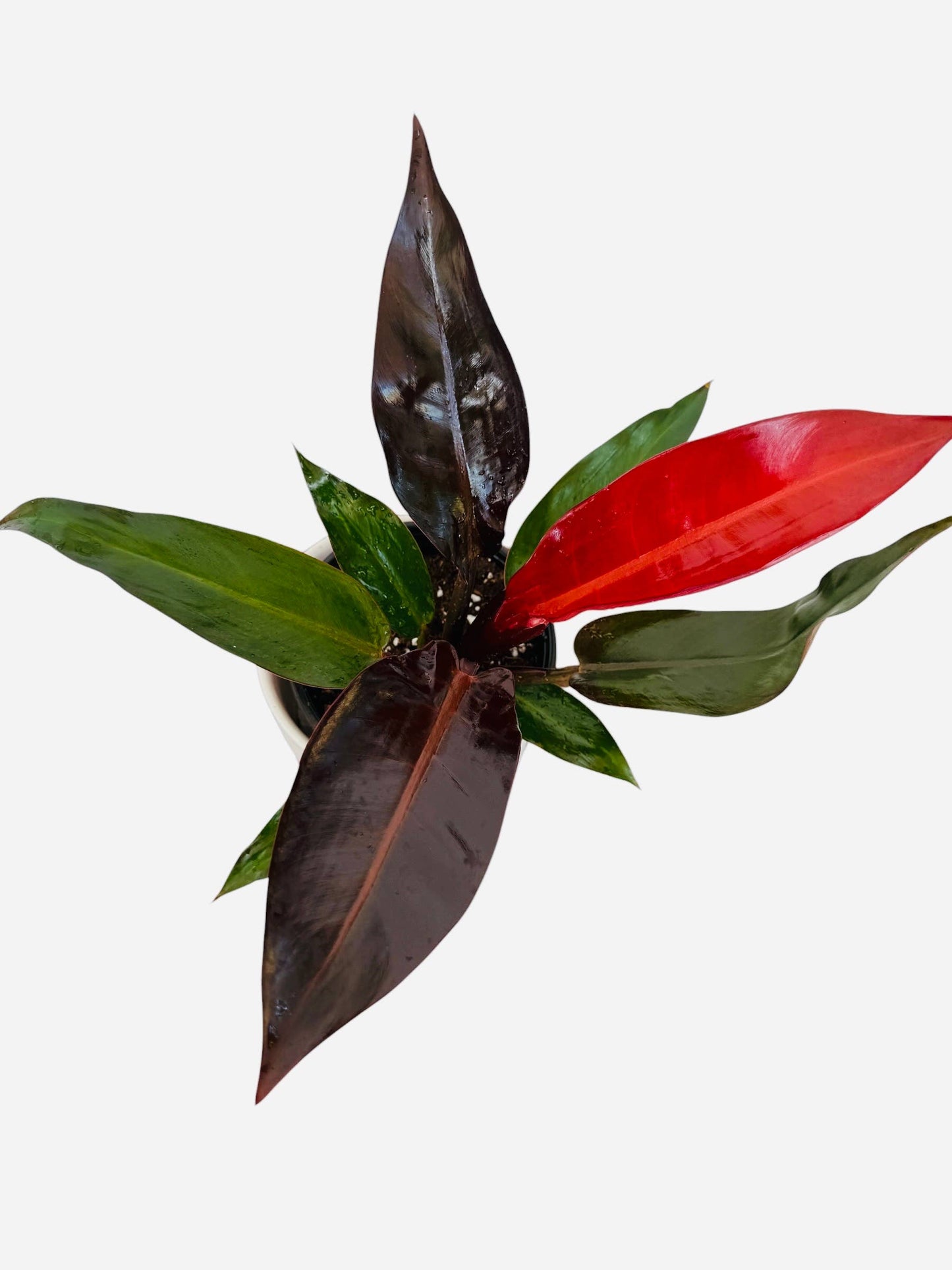Philodendron Kathleen