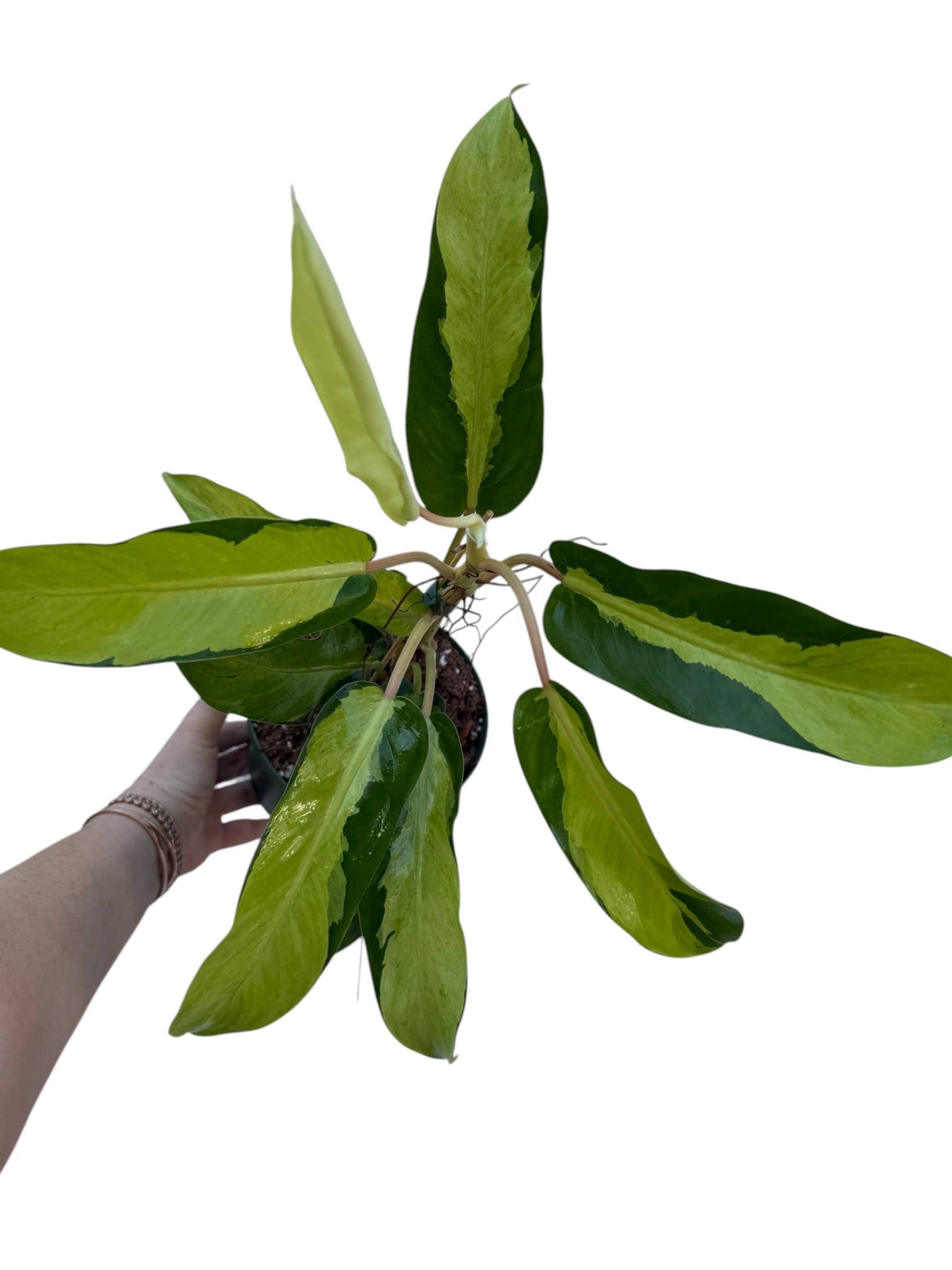Philodendron Thai Sunrise