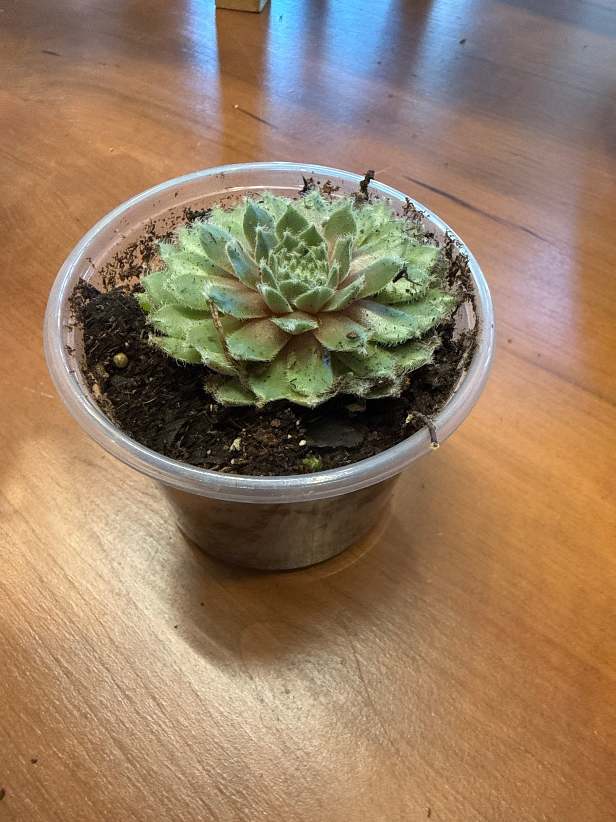 Sempervivum 'Silver Thaw' 3”