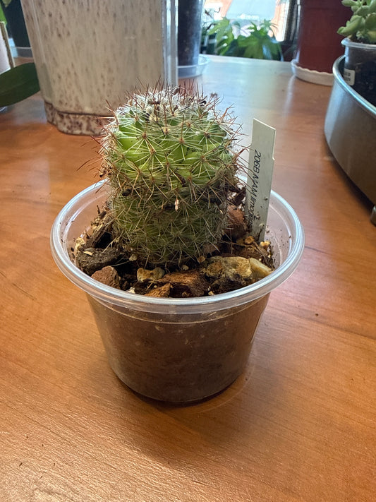 Mammillaria limonensis 3”