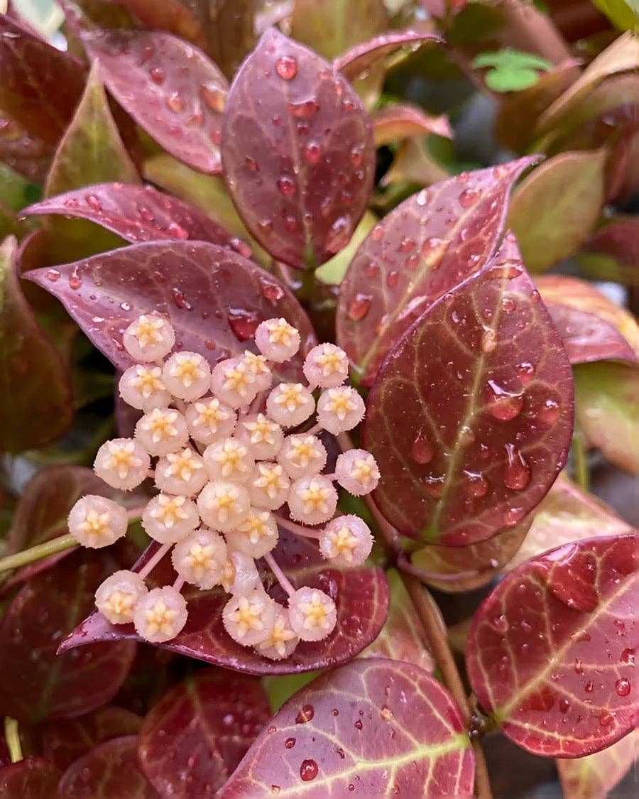 Hoya Sunrise