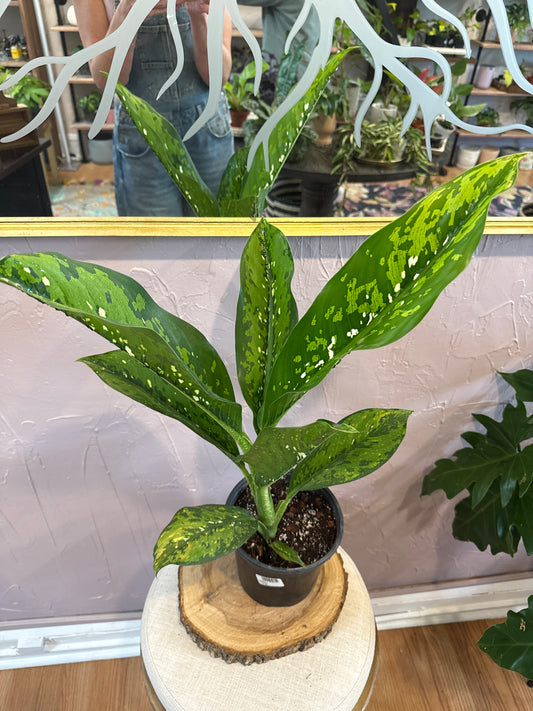 Dieffenbachia 6”