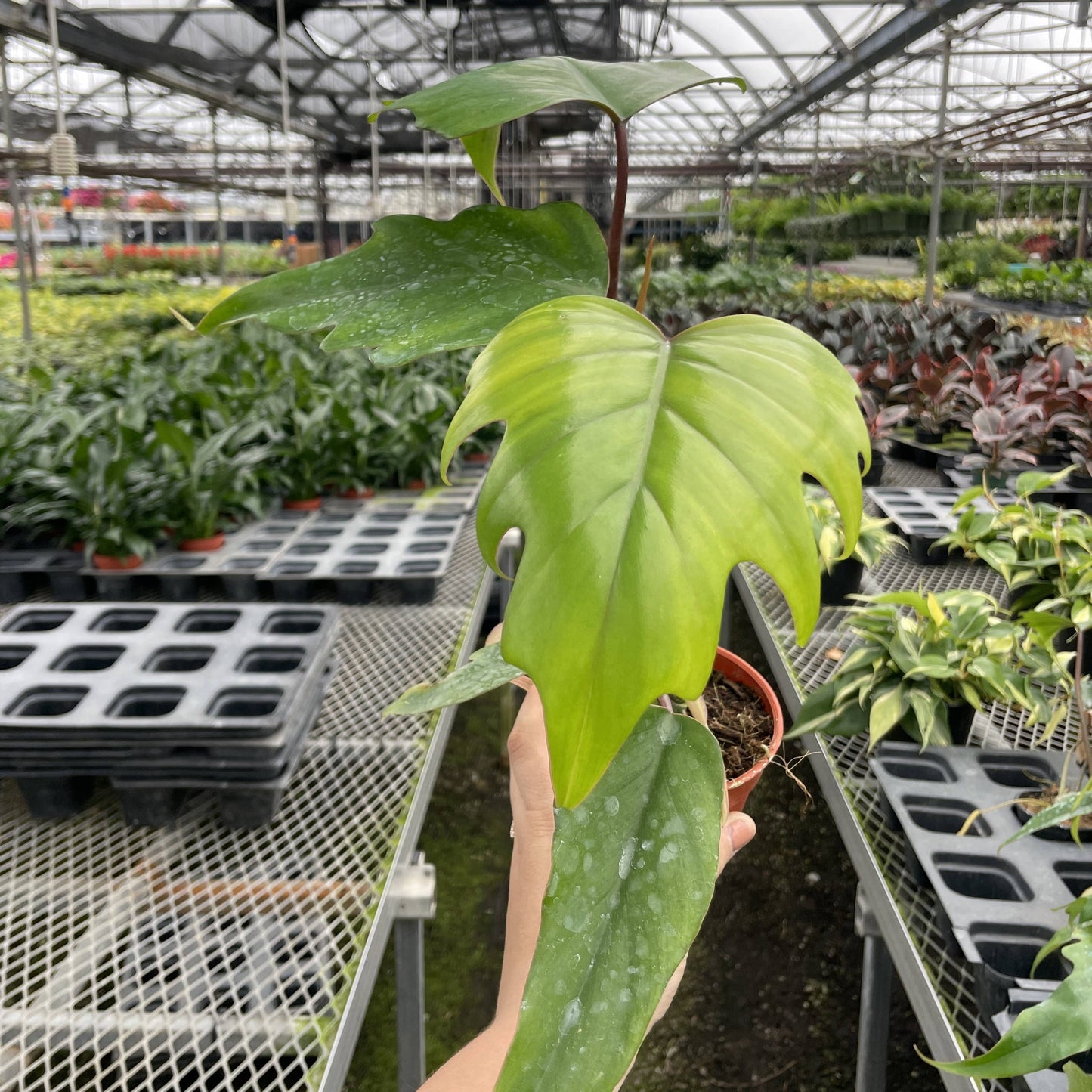 Philodendron Mayoi - Live Plant : 6" Pot