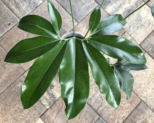 Perfect Plant Clearance - No damage. Unpotted starters