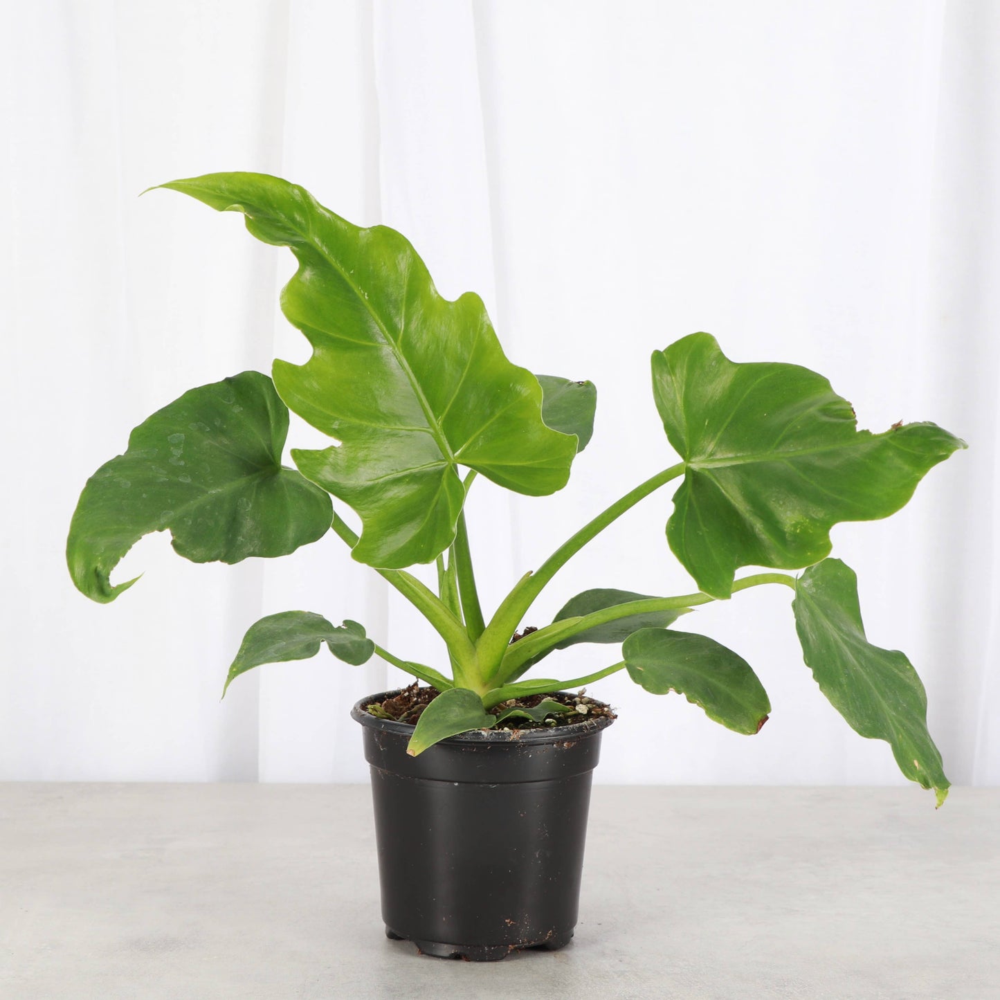 Philodendron Mayoi - Live Plant : 6" Pot