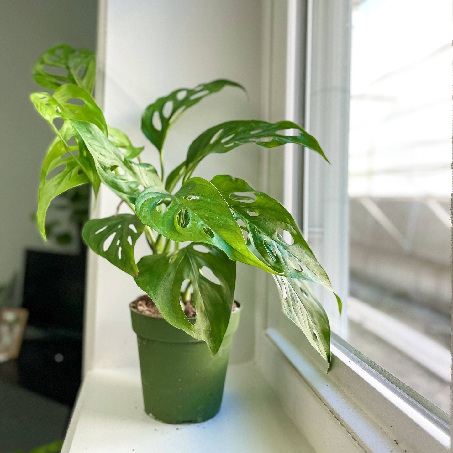 Swiss Cheese Plant, Monstera Adansonii - Live Plant: 6" Pot