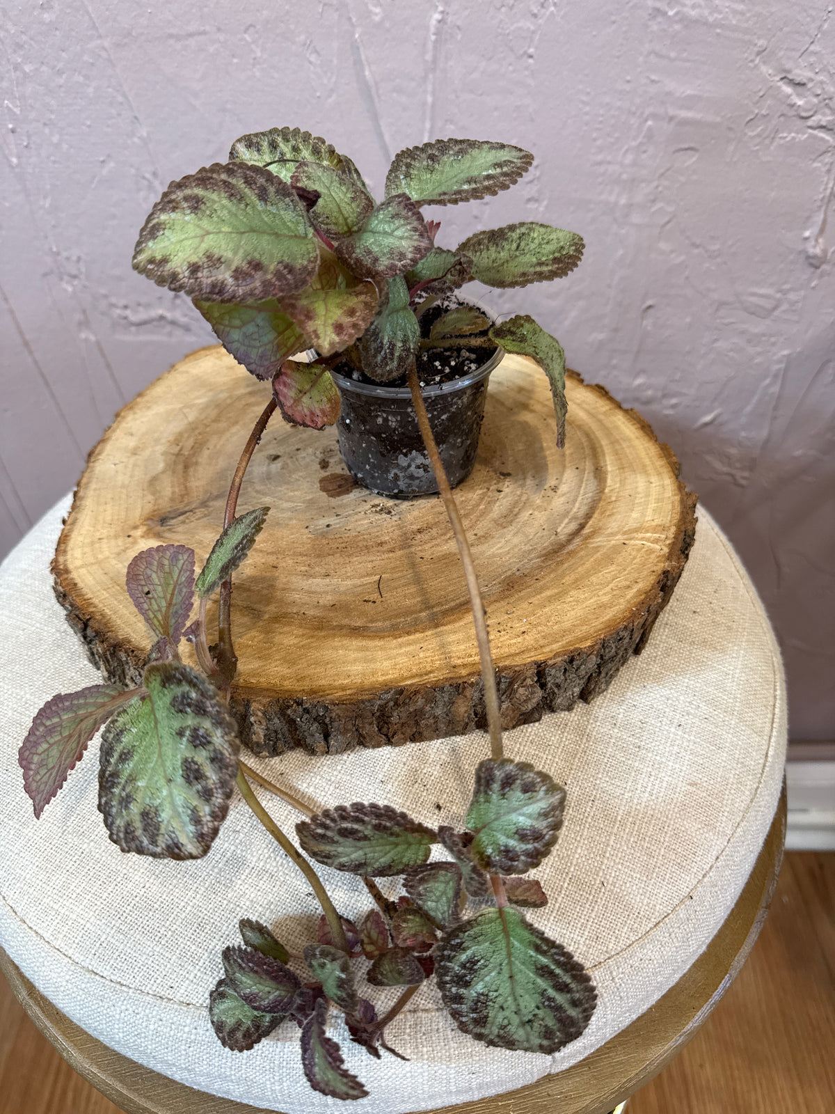 Episcia Pink Brocade Flame Violet  3” Rare