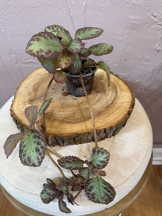 Episcia Pink Brocade Flame Violet  3” Rare