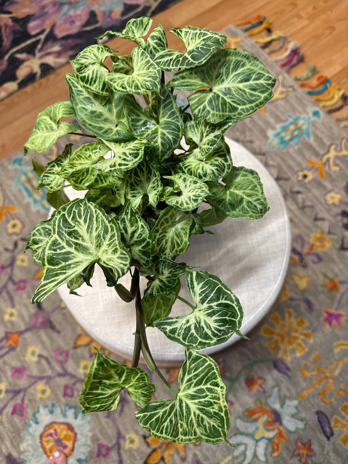 Syngonium Batik 6”