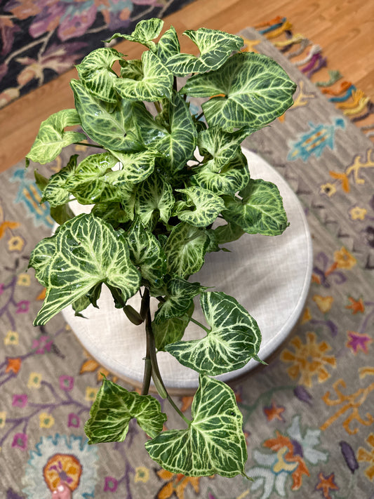 Syngonium Batik 6”