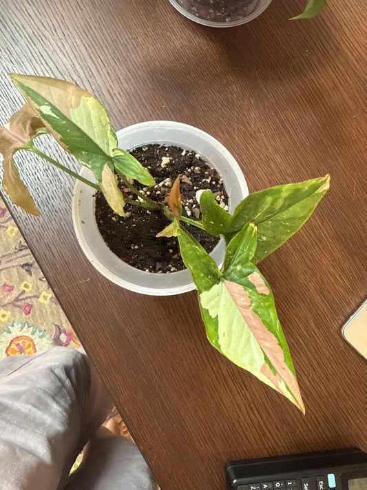 Rare Syngonium Tricolor 4” self watering pot