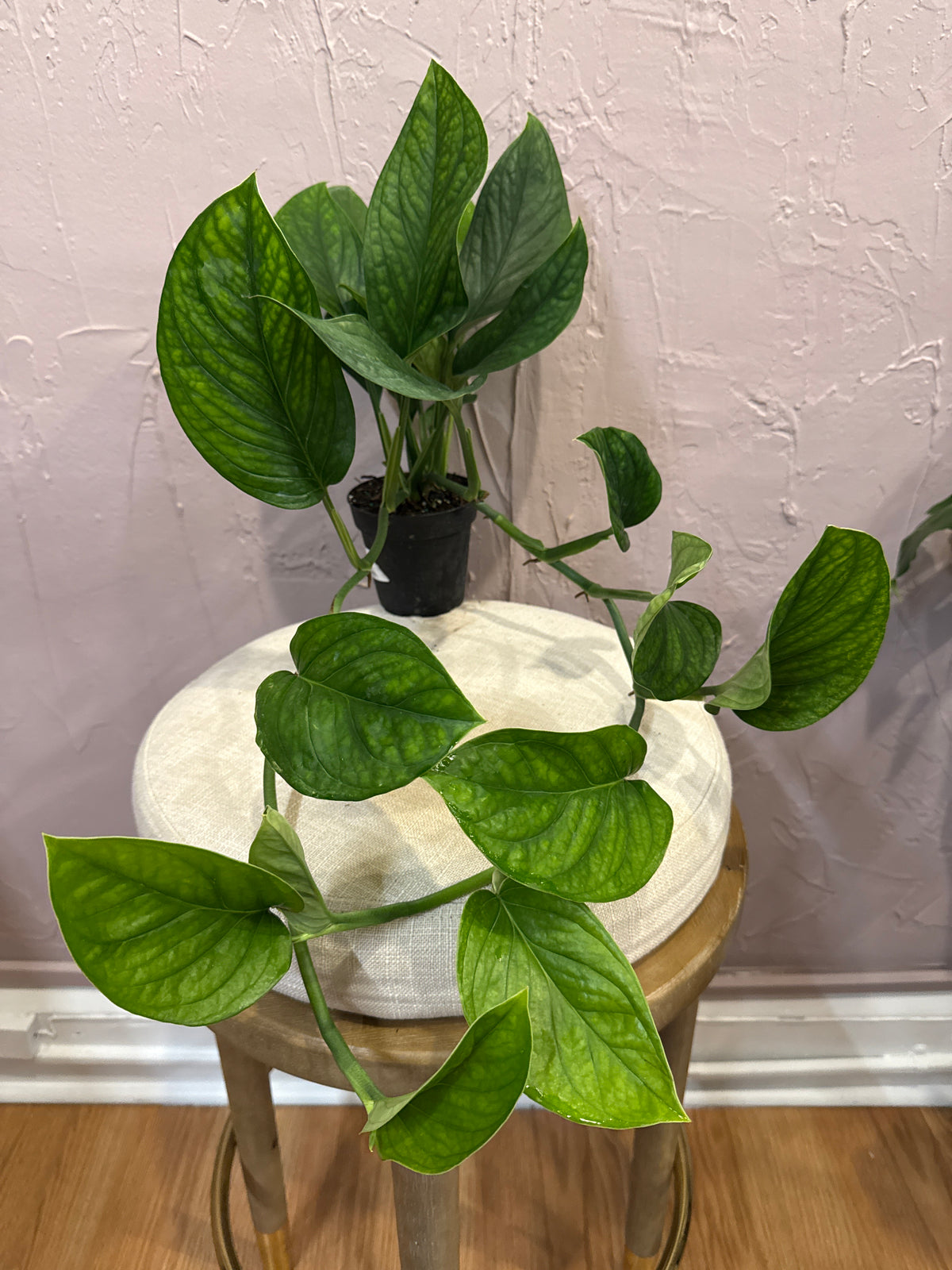 Monstera Pinnapartita 4”