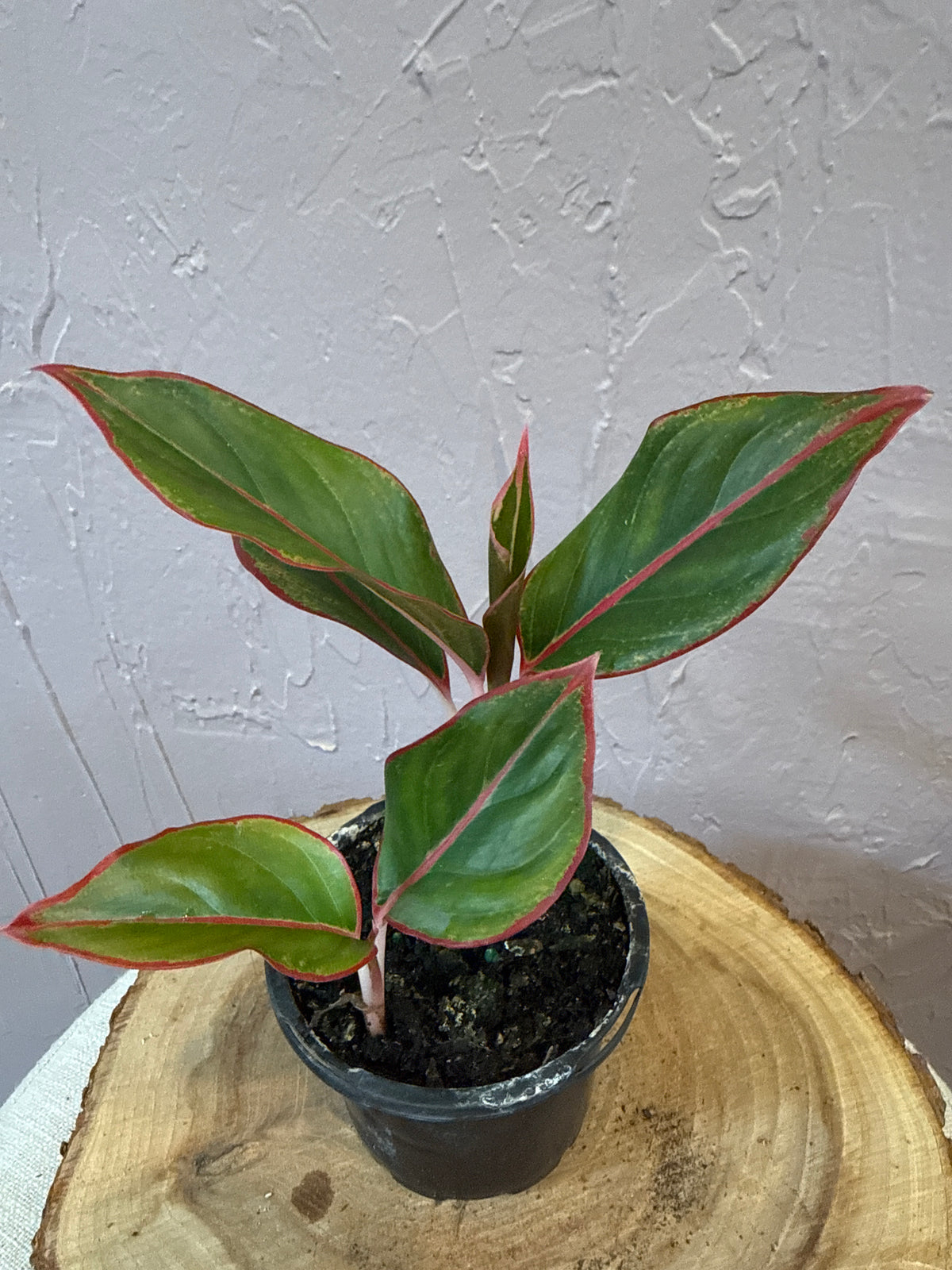 Aglaonema Siam Red 4”