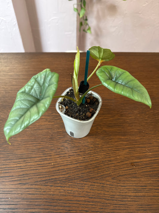 Alocasia Platinum 3” self watering pot