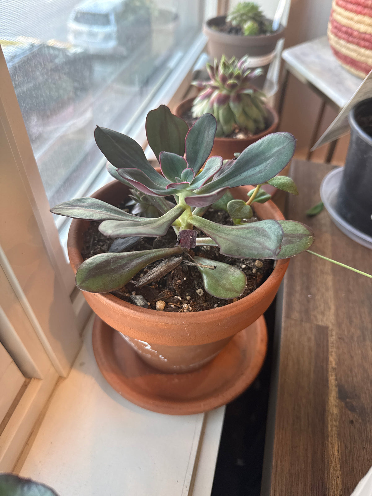 Clay Pot succulent