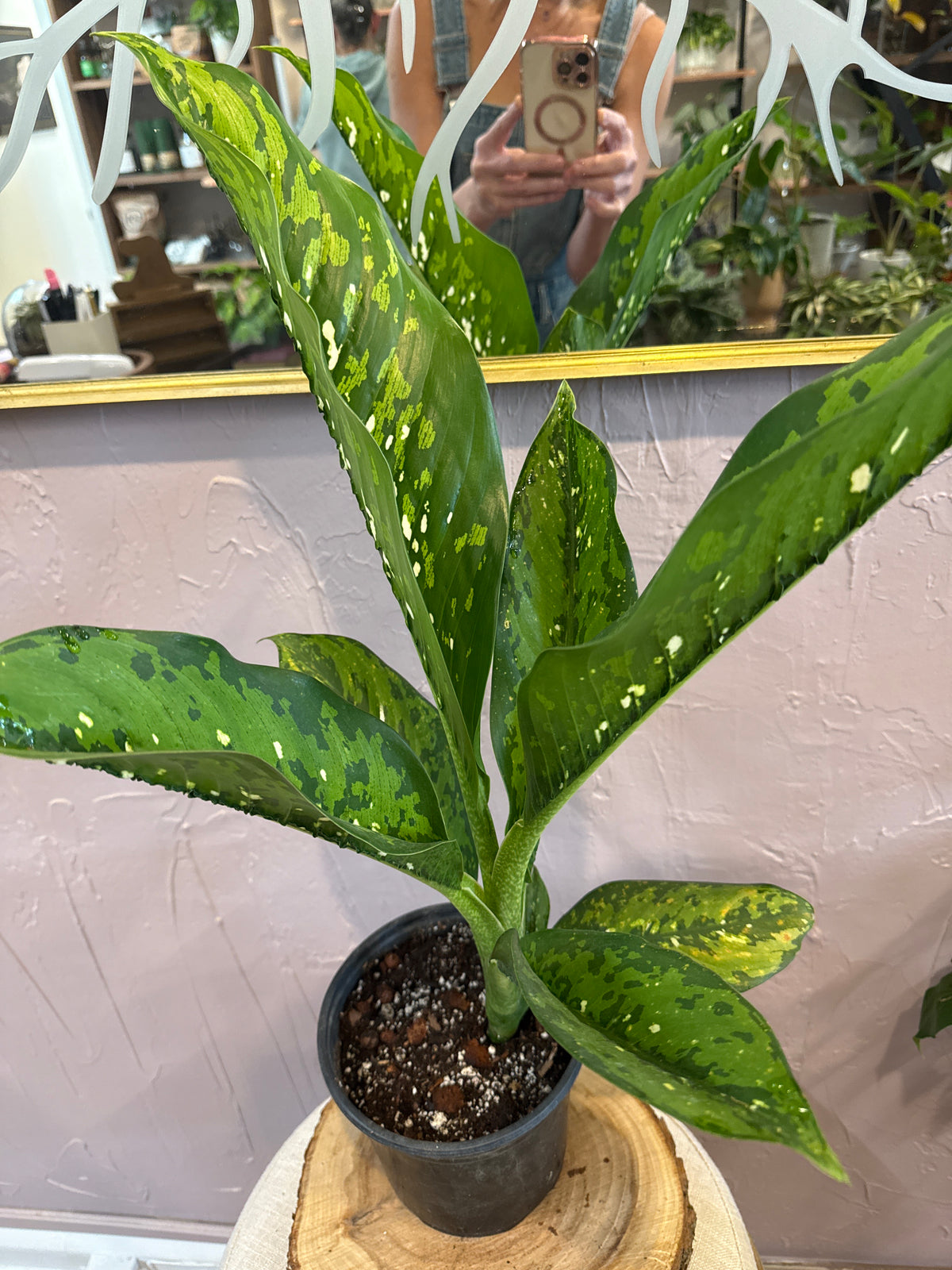 Dieffenbachia 6”