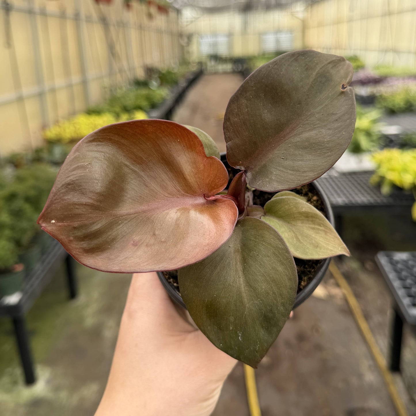 Red Heart Philodendron - 4" Live Plant