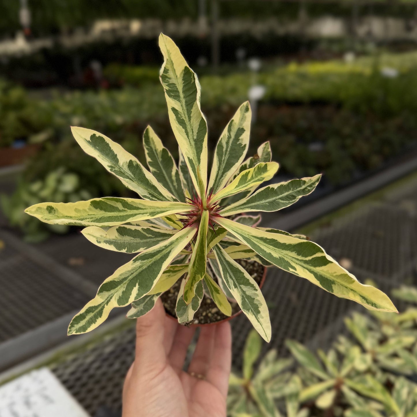 Variegated Crown of Thorns Cactus - 4" Live Plant