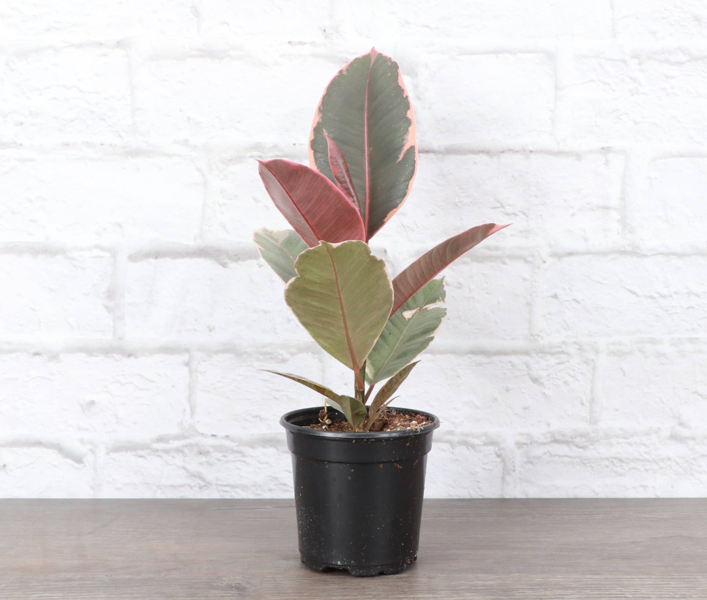 Ruby Rubber Plant - Live Ficus Plant: 4" Pot