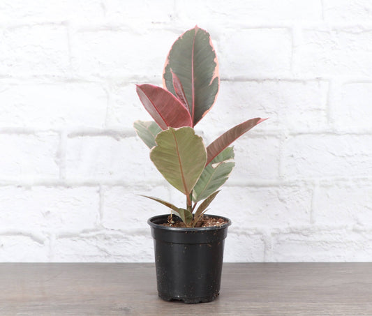 Ruby Rubber Plant - Live Ficus Plant: 4" Pot
