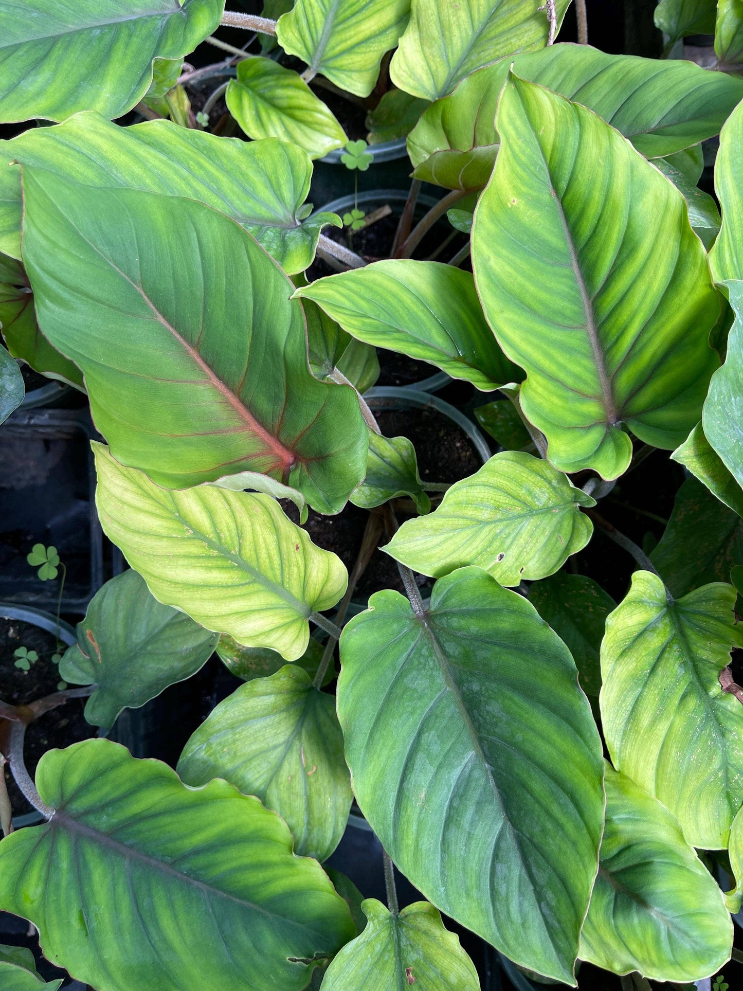 Perfect Plant Clearance - No damage. Unpotted starters
