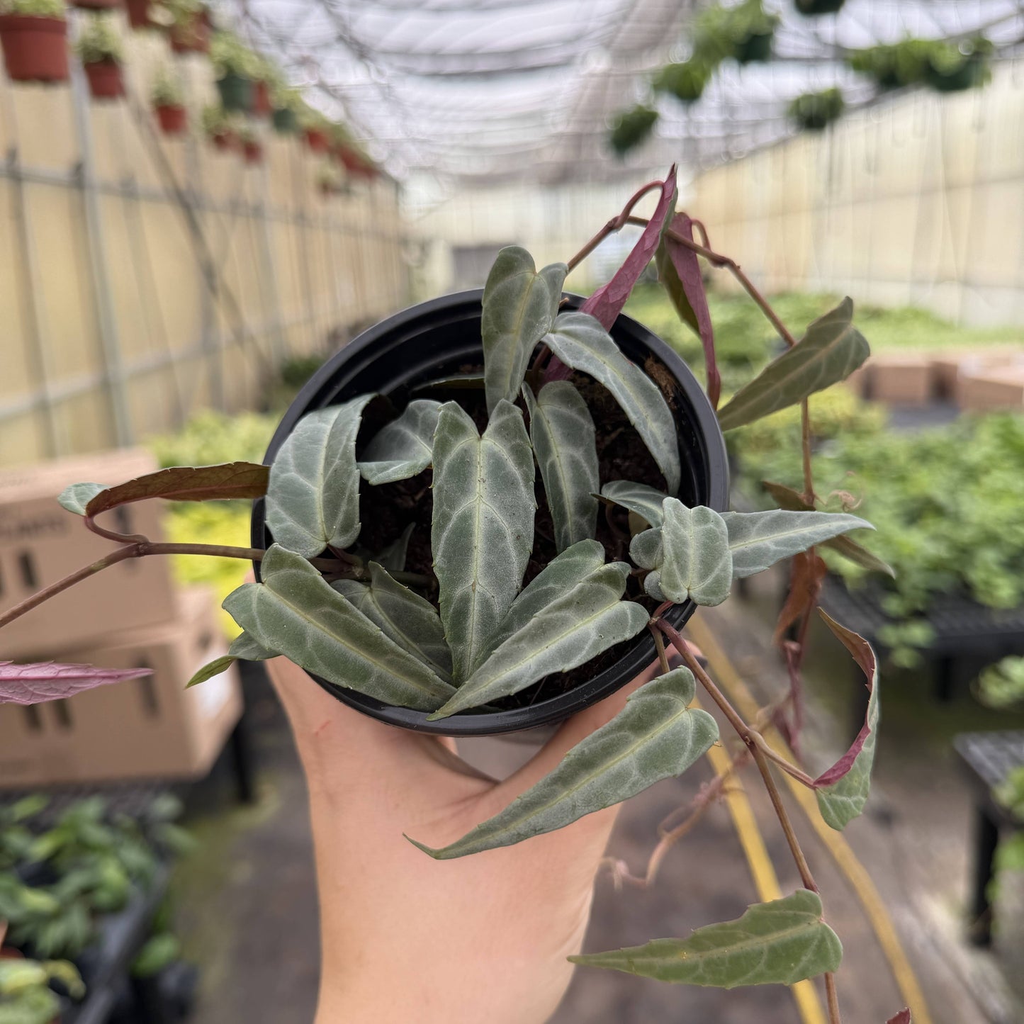 Jungle Vine - Cissus Amazonica - 4" Plant