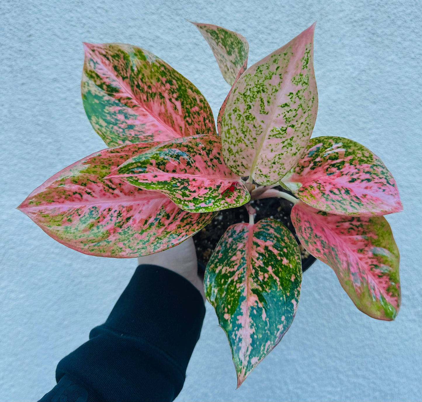 Aglaonema Orange Stardust
