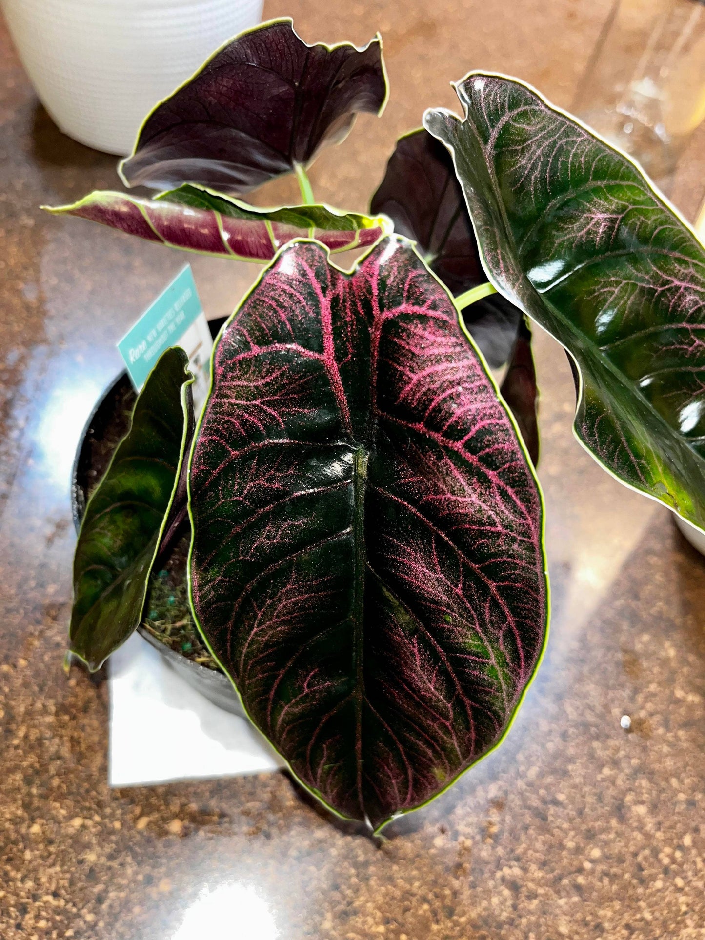 Alocasia Azlanii starter: Yes. Please pot them in a 3 inch pot.