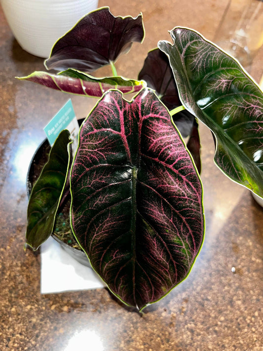 Alocasia Azlanii starter: Yes. Please pot them in a 3 inch pot.