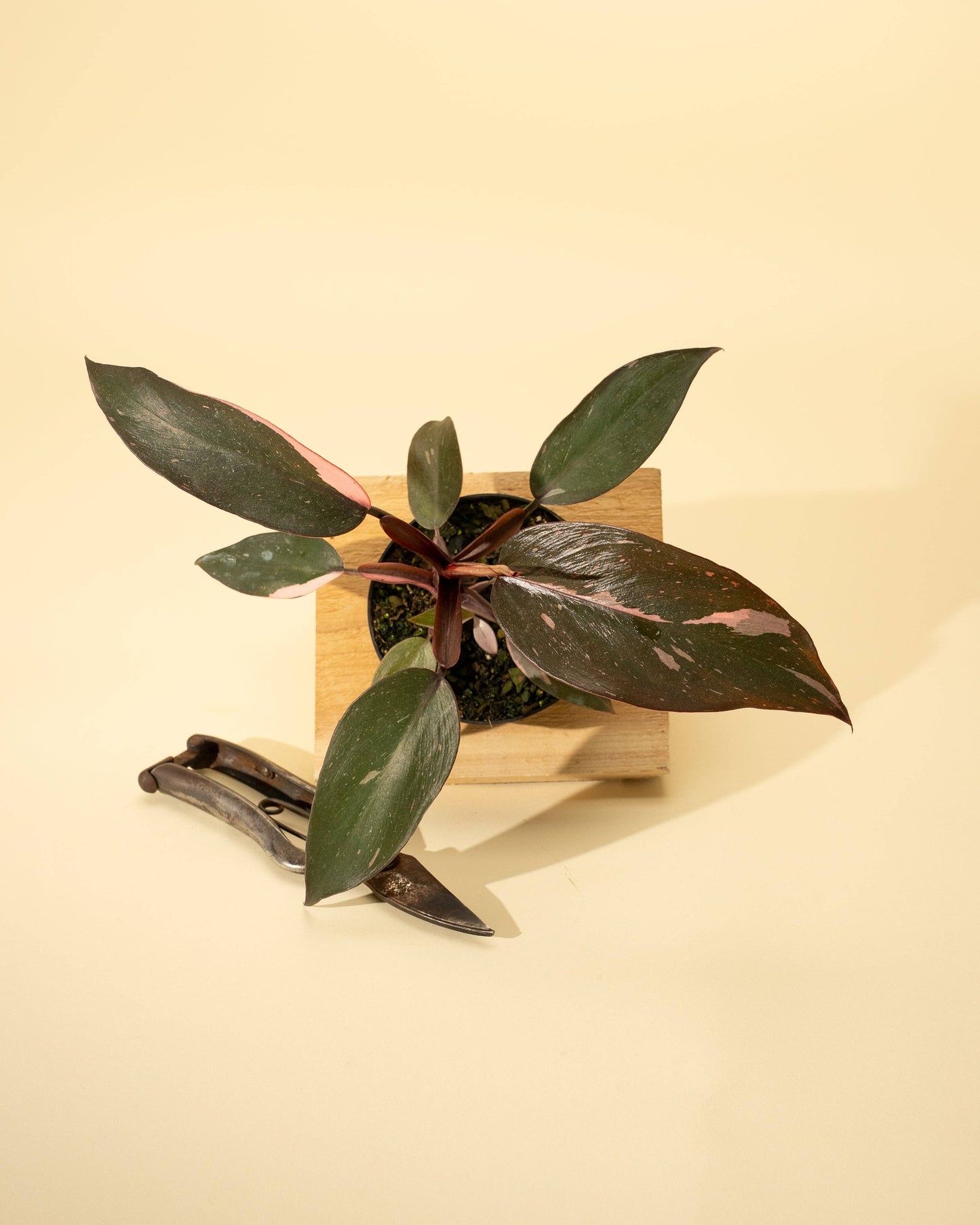 4" Philodendron 'Pink Princess'