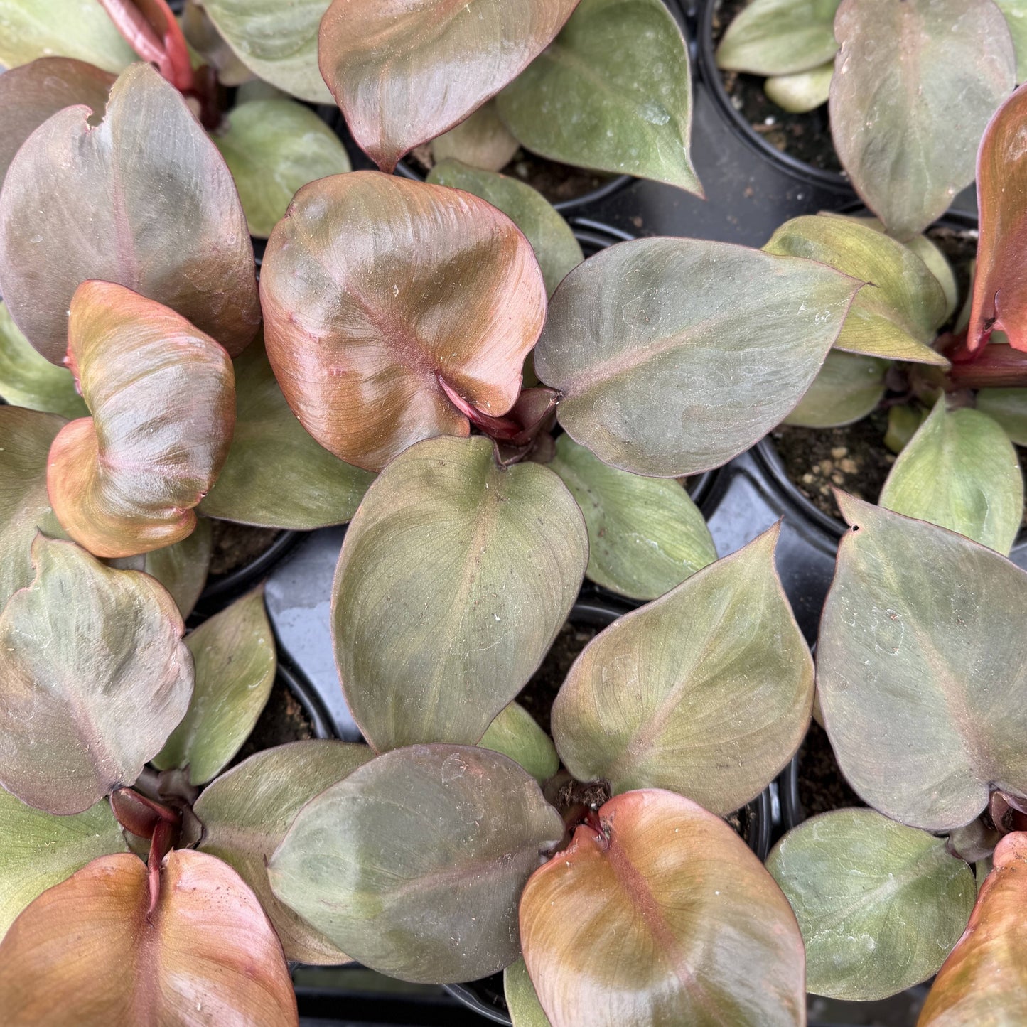 Red Heart Philodendron - 4" Live Plant