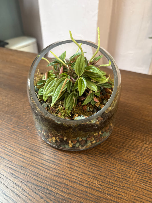 Terrarium with peperomia 6in