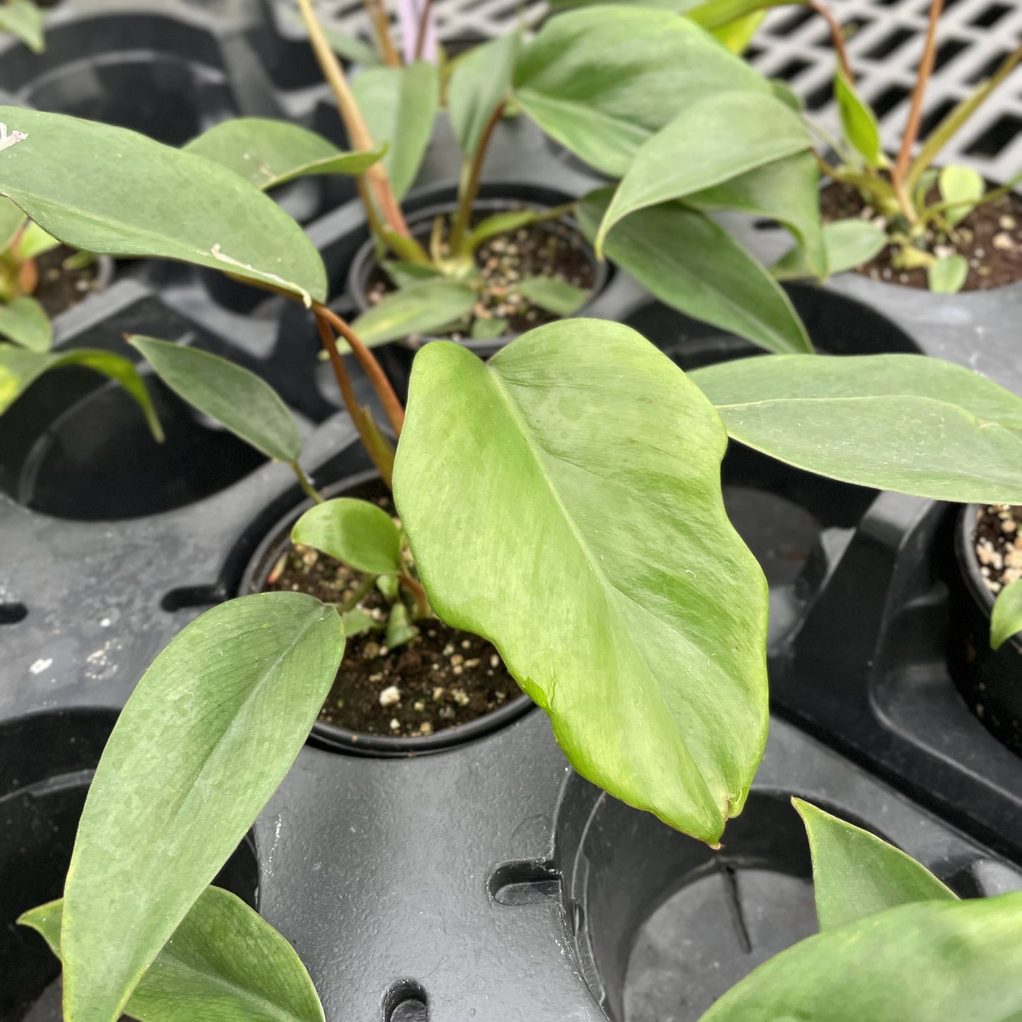 Philodendron Mayoi - Live Plant : 6" Pot