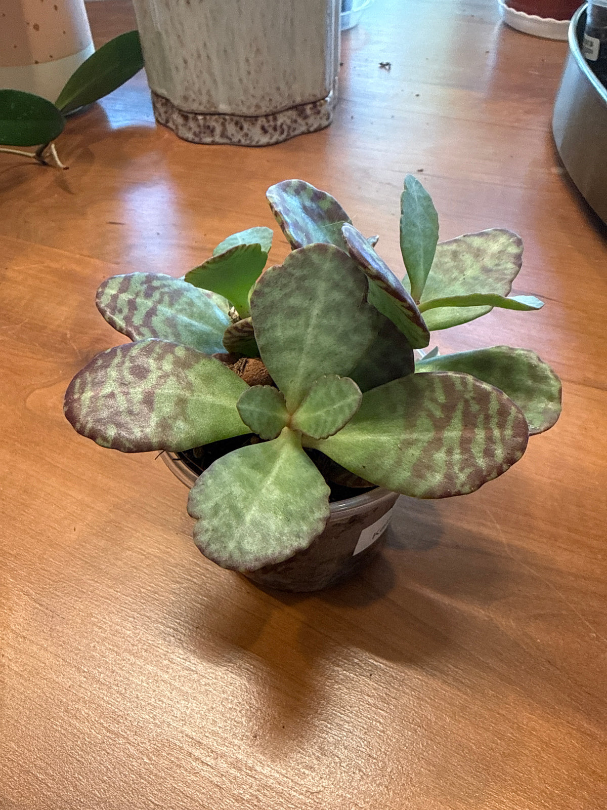 Kalanchoe humilis - Desert Surprise