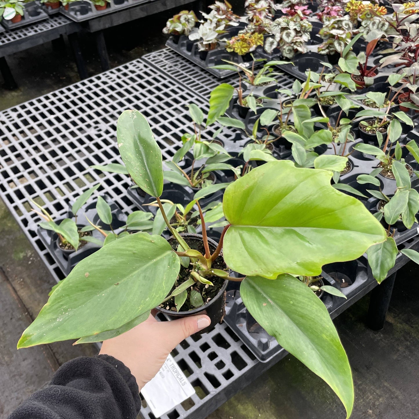 Philodendron Mayoi - Live Plant : 6" Pot
